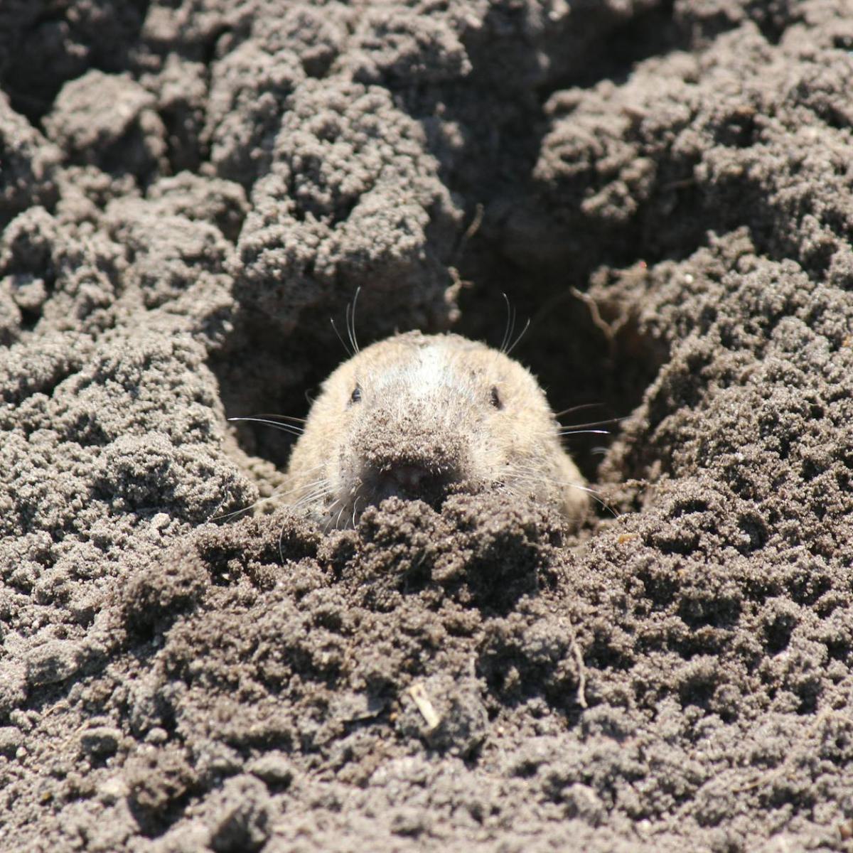 Burgess Animals Chapter&nbsp;10