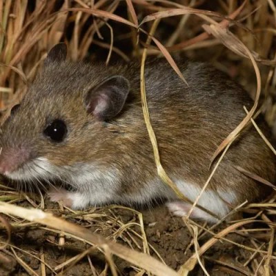 Burgess Animals Chapter&nbsp;15