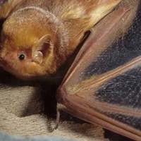 Burgess Animals Chapter&nbsp;21