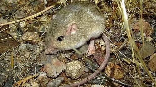 Burgess Animals Chapter&nbsp;18