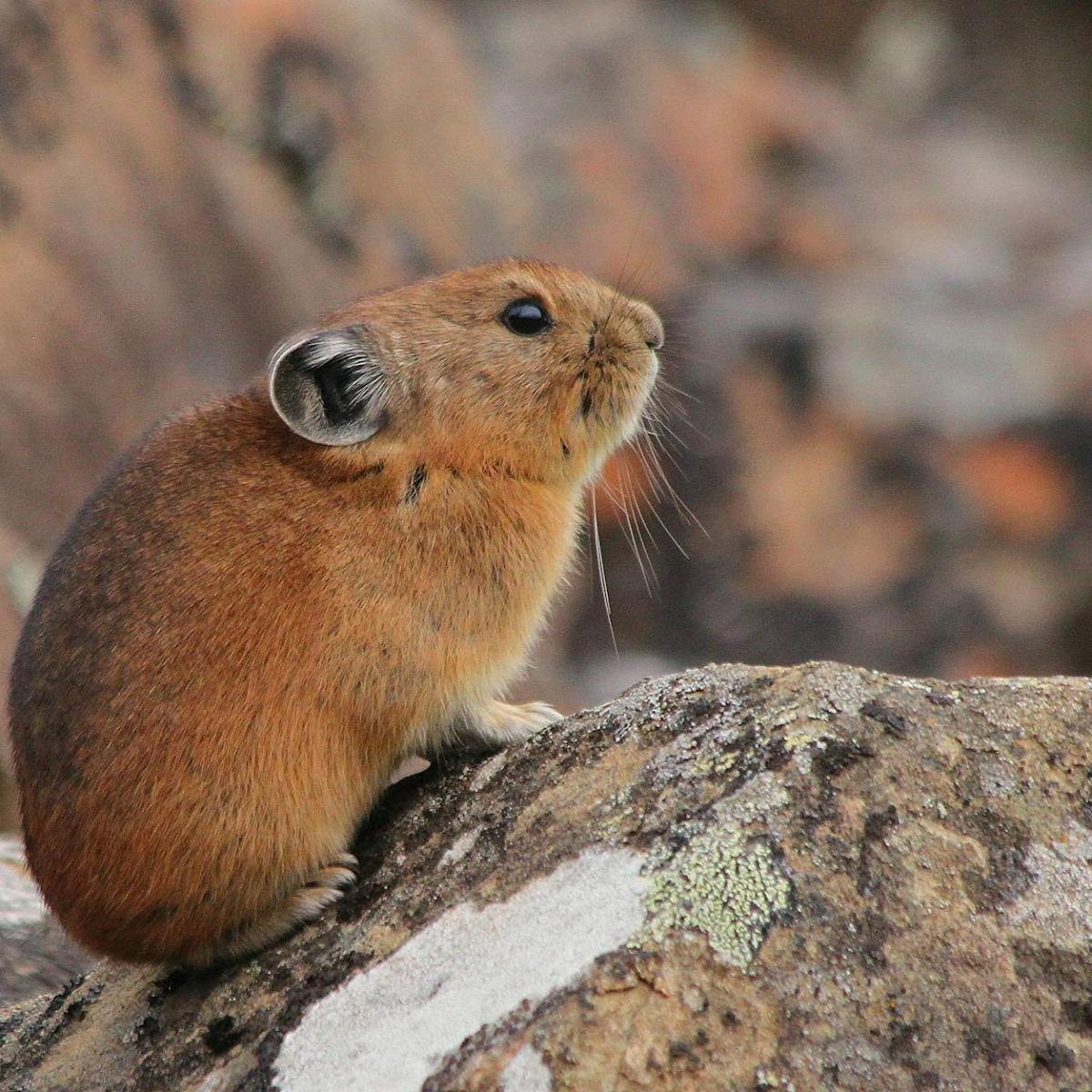 Burgess Animals Chapter&nbsp;9