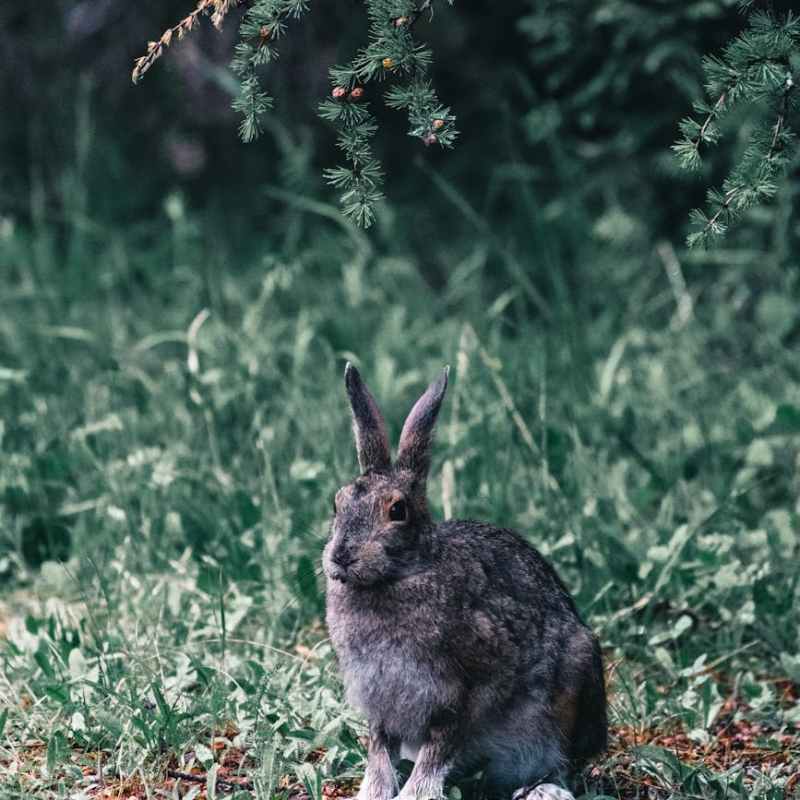 Burgess Animals Chapter&nbsp;2