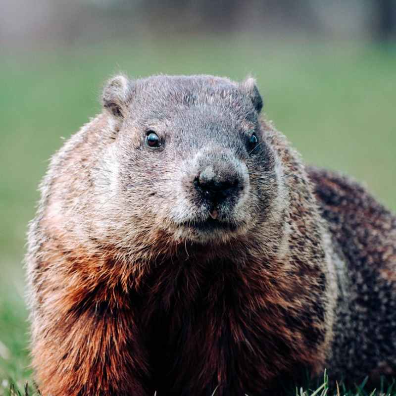 Burgess Animals Chapter&nbsp;7