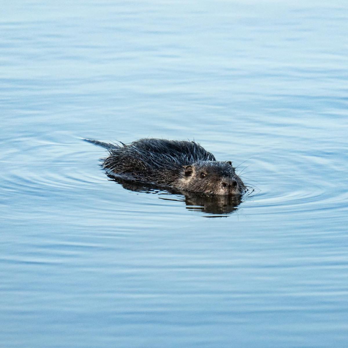 Burgess Animals Chapter&nbsp;12