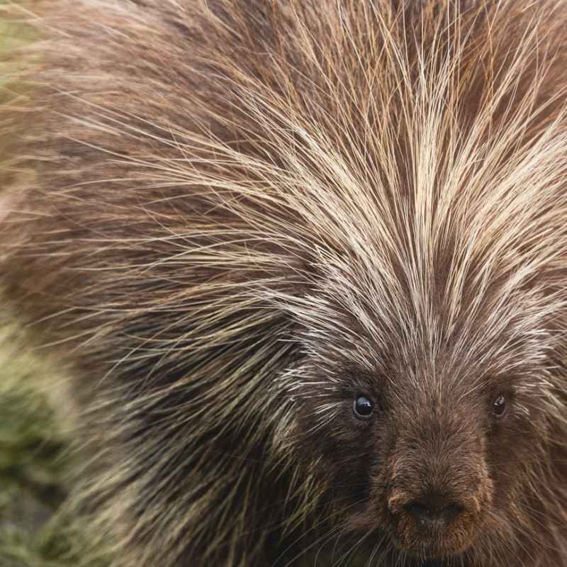 Burgess Animals Chapter&nbsp;11