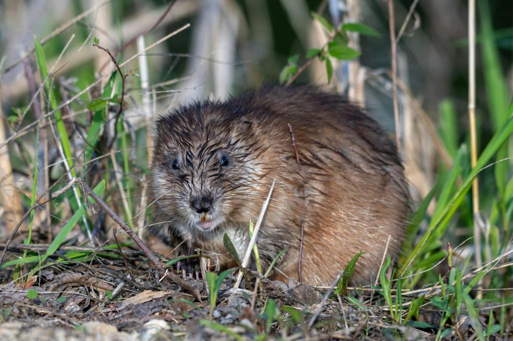 Burgess Animals Chapter&nbsp;13