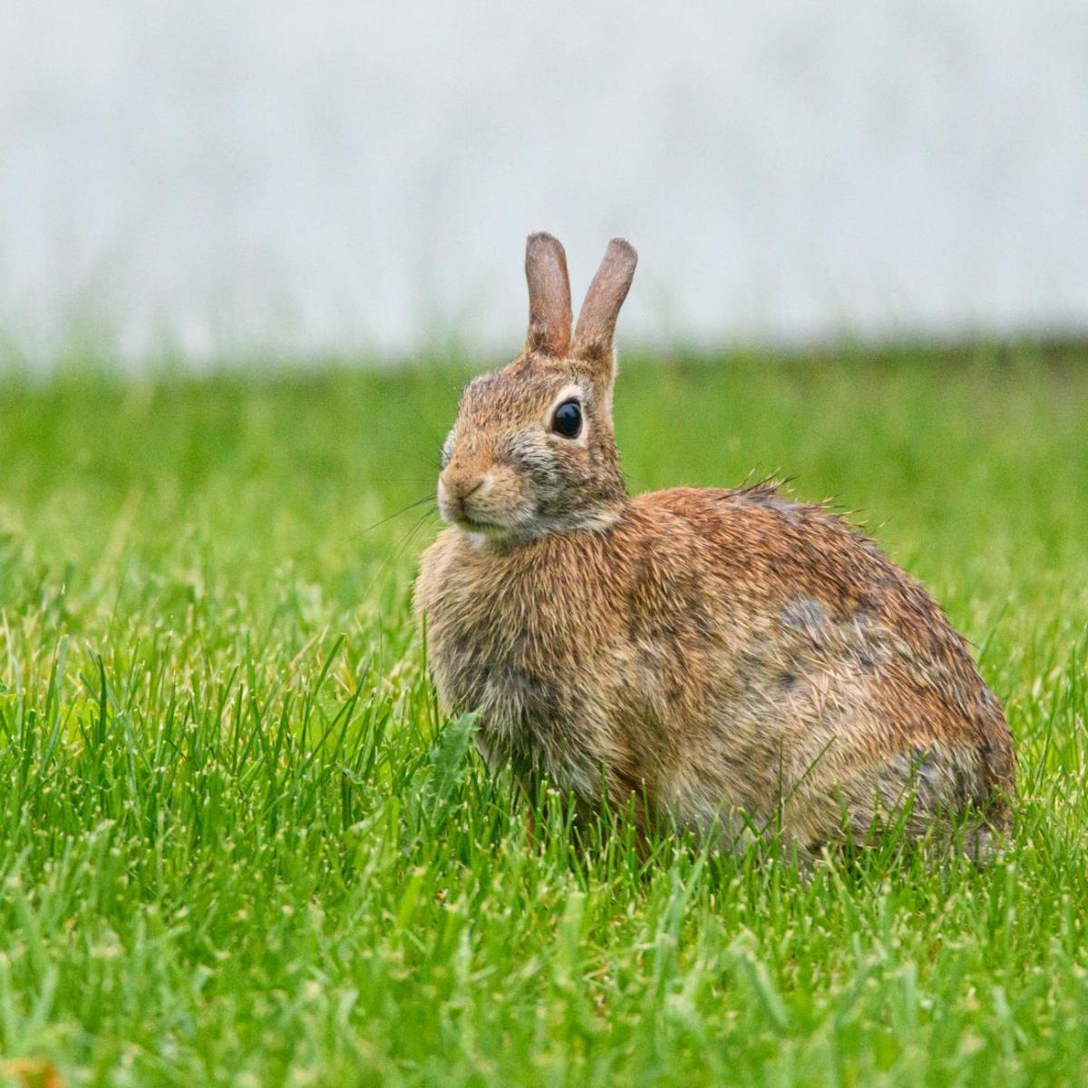 Burgess Animals Chapter&nbsp;1