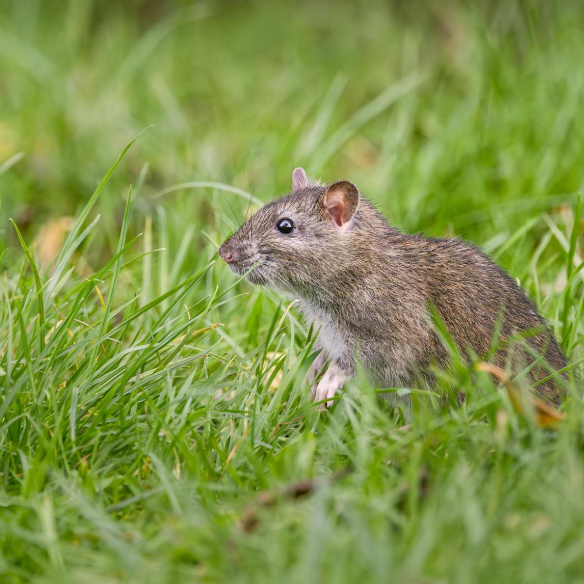 Burgess Animals Chapter&nbsp;14