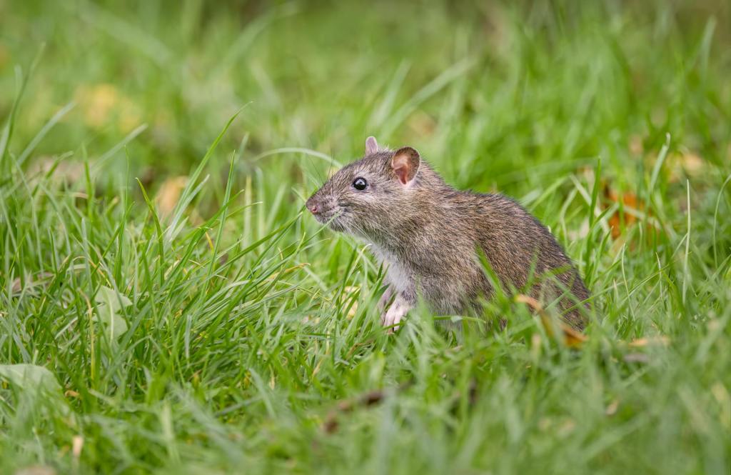 Burgess Animals Chapter&nbsp;14