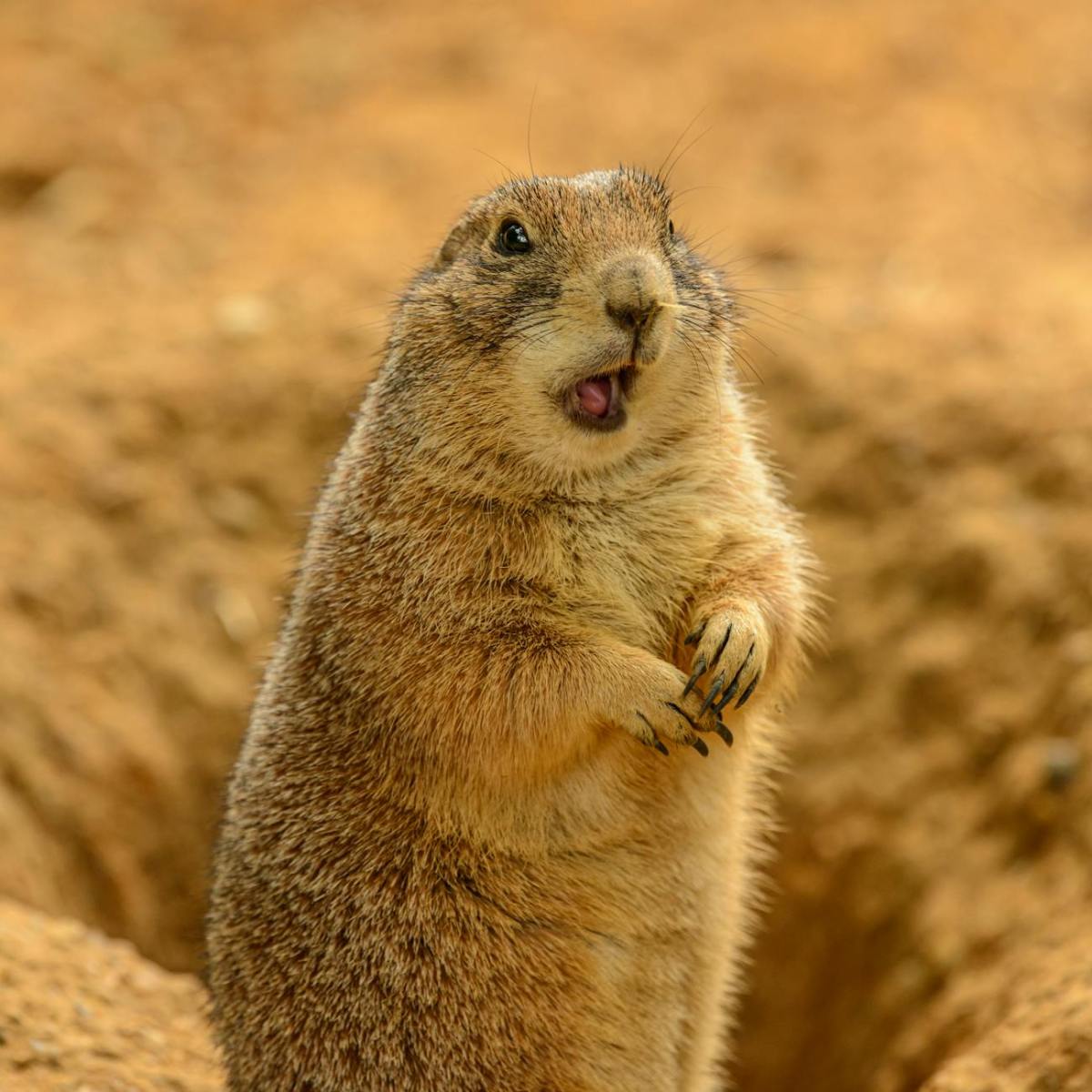 Burgess Animals Chapter&nbsp;8