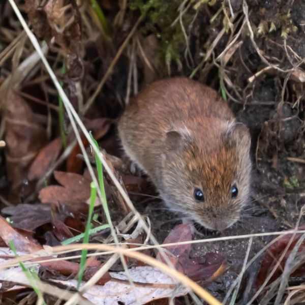 Burgess Animals Chapter&nbsp;17