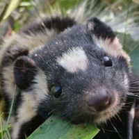 Burgess Animals Chapter&nbsp;22